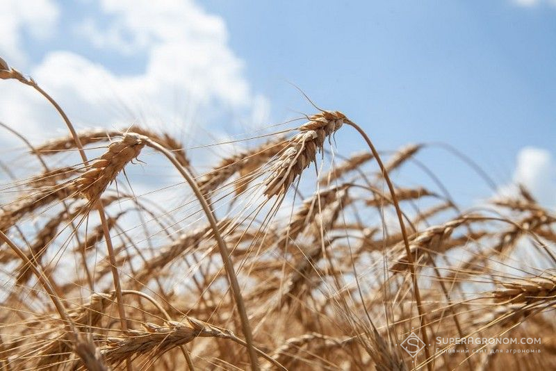 Врожай пшениці