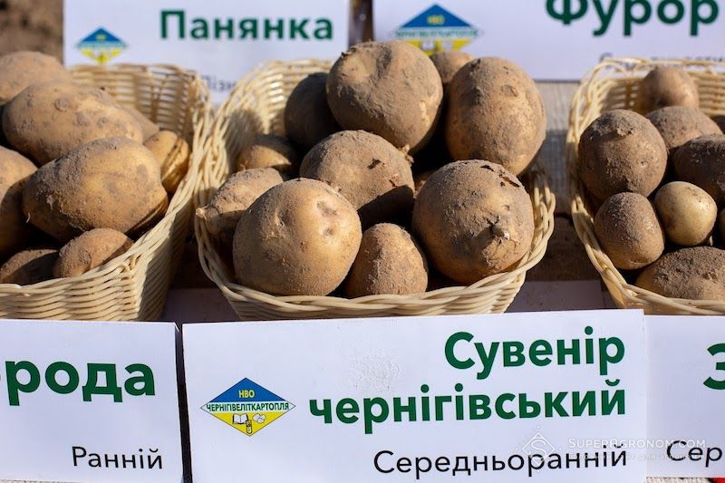 Сорт картоплі Сувенір Чернігівський