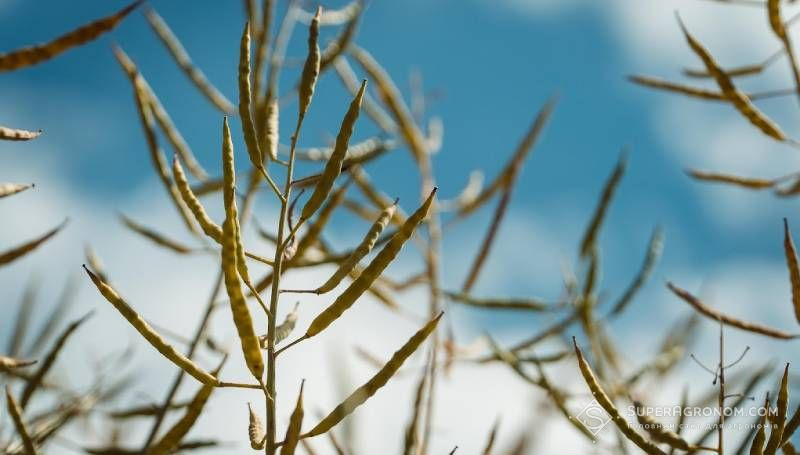 Посіви ріпаку Посіви ріпаку