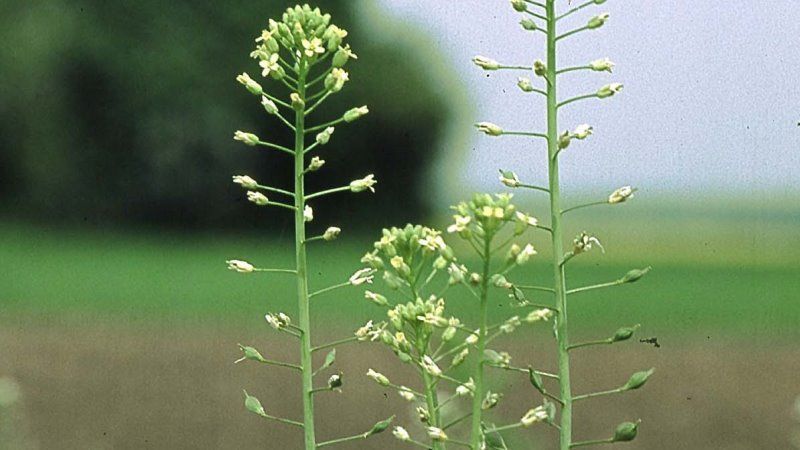 Рижій Рижій