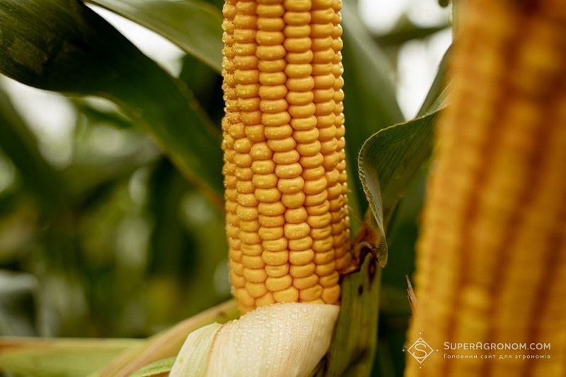 Кукурудза Кукурудза