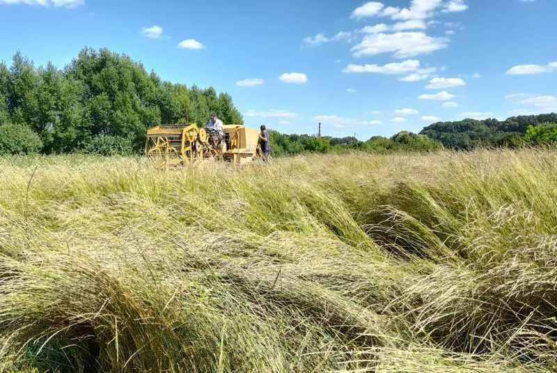Кернза Багаторічна пшениця