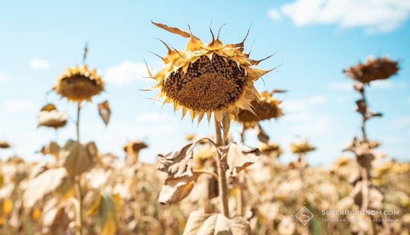 Урожайність соняшнику 1,8 т/га прогнозують цьогоріч в ЄС, що значно нижче середнього довгострокового показника Урожайність соняшнику 1,8 т/га прогнозують цьогоріч в ЄС, що значно нижче середнього довгострокового показника