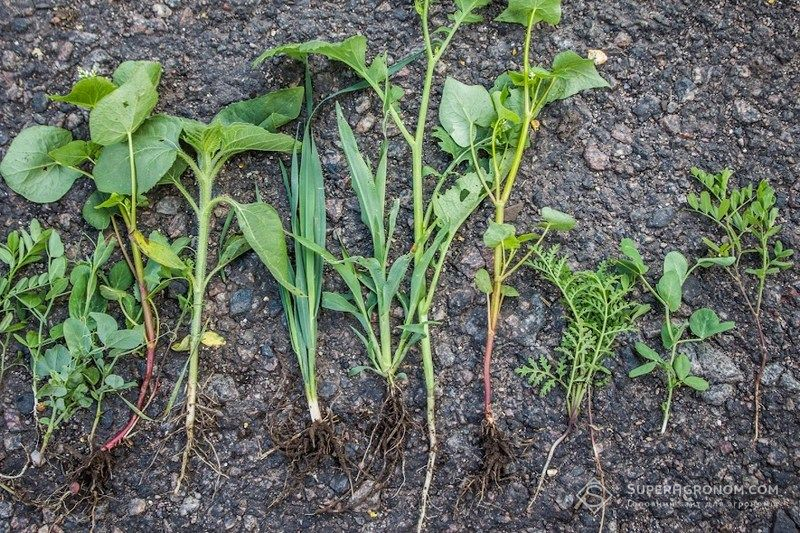 Сидерати Сидерати