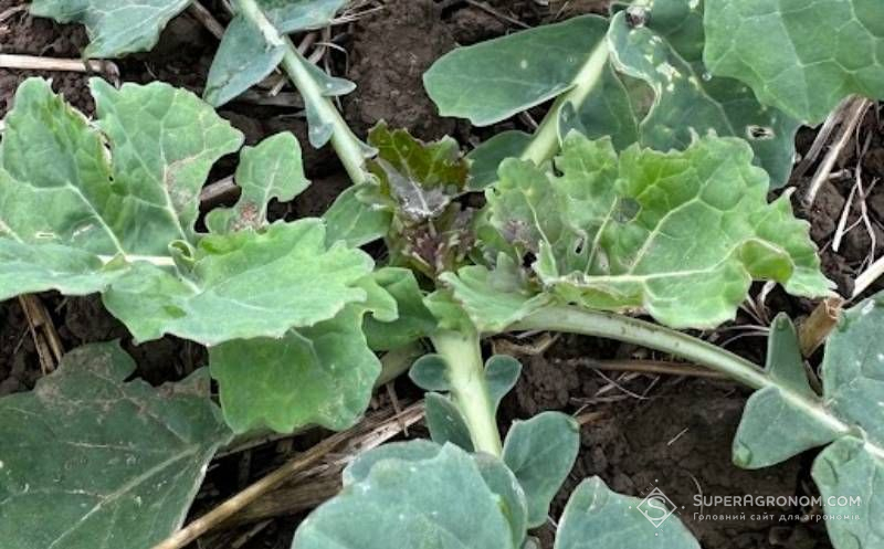 38% обстежених фітосанітарною службою площ озимого ріпаку на Дніпропетровщині уражені пероноспорозом 38% обстежених фітосанітарною службою площ озимого ріпаку на Дніпропетровщині уражені пероноспорозом