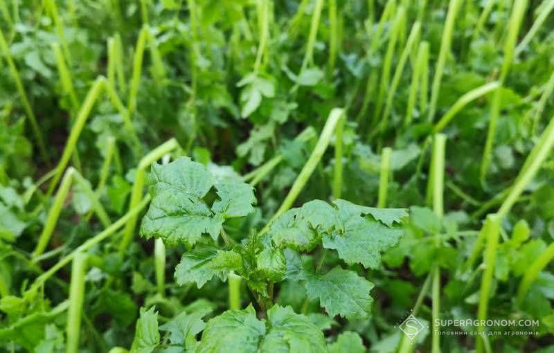 За яких температур вимерзають покривні культури, розповіли польські фахівці За яких температур вимерзають покривні культури, розповіли польські фахівці