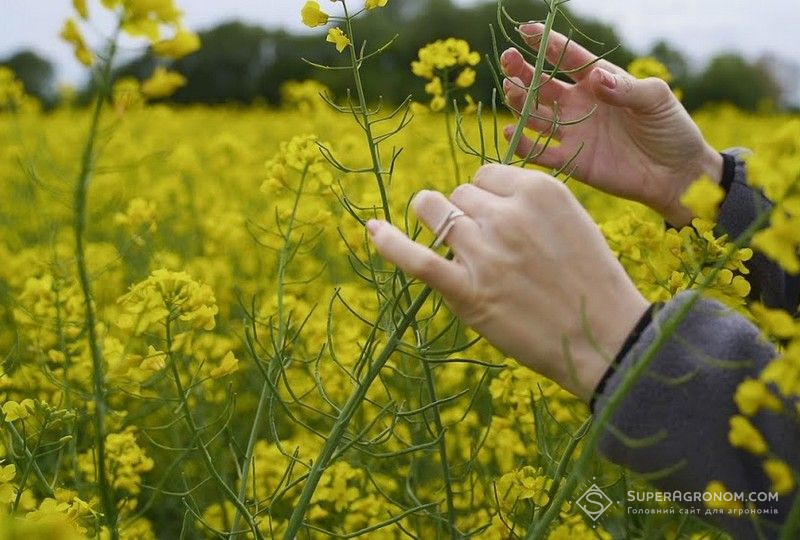 Озимий ріпак Озимий ріпак