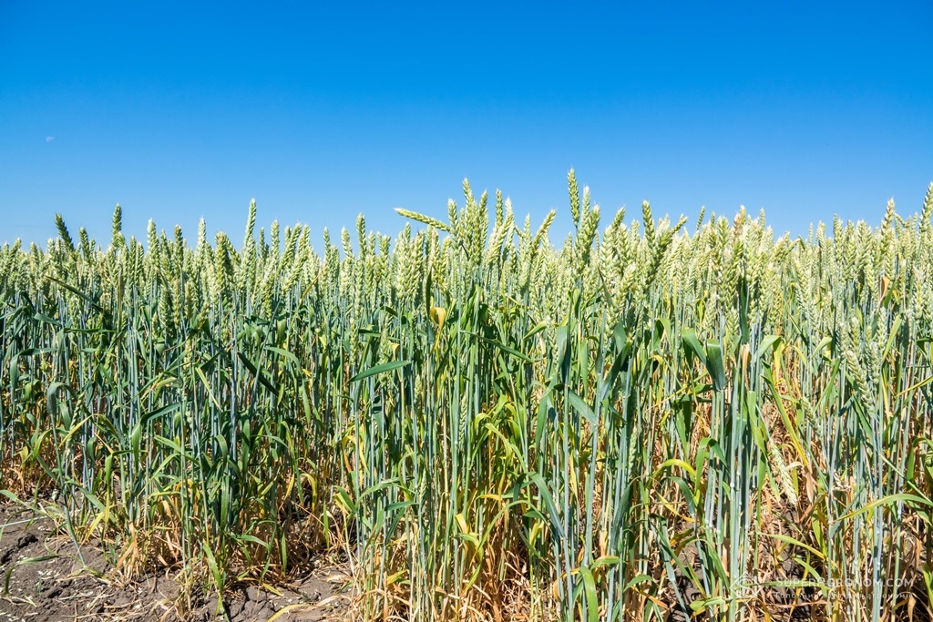 Пшениця на полях МІП