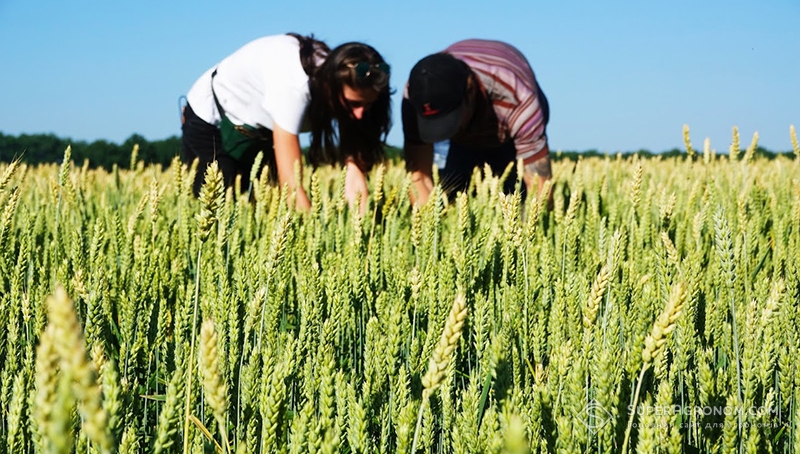 АгроЕкспедитори досліджують посіви пшениці на Харківщині