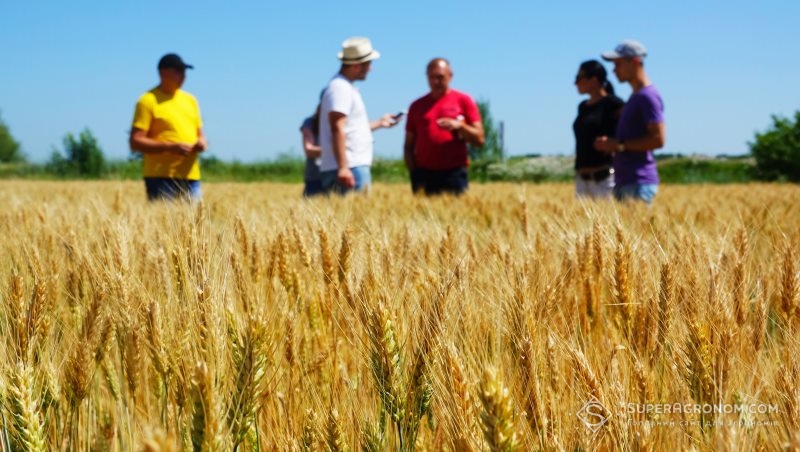 АгроЕкспедитори на полі пшениці в Полтавській області