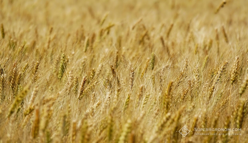 Пшениця на полях Великобагачанського комбікормового заводу