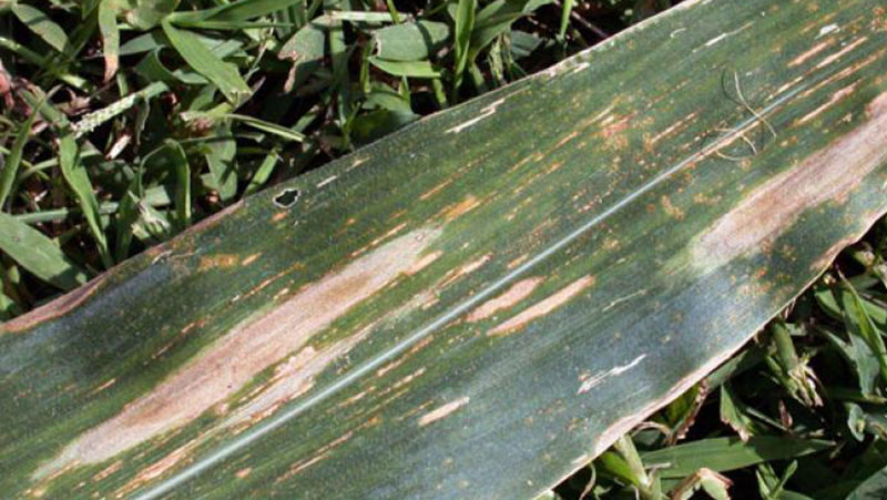 Ознаки бактеріального в'янення (вілту) на листі кукурудзи