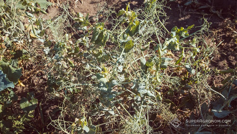 Рослина гороху в посівах суміші сидератів