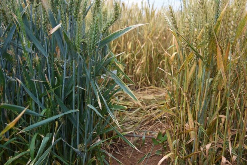 Толерaнтний сорт до іржі (ліворуч) і нестійкий сорт (праворуч) рослини пшениці на об'єкті фенотипування стеблової іржі в Ньоро, округ Накуру, Кенія. (Фото: Джошуа Масінде/CIMMYT)