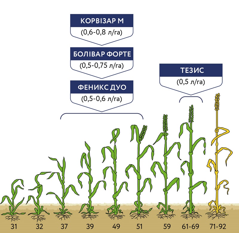 Рис. 1 Схема рекомендованого фунгіцидного захисту зернових препаратами ALFA Smart Agro у 2020 році 