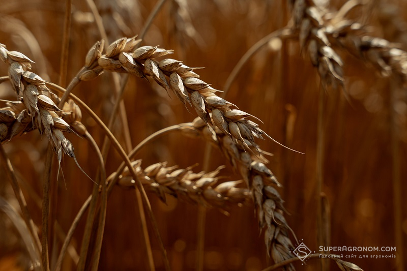 Колос пшениці