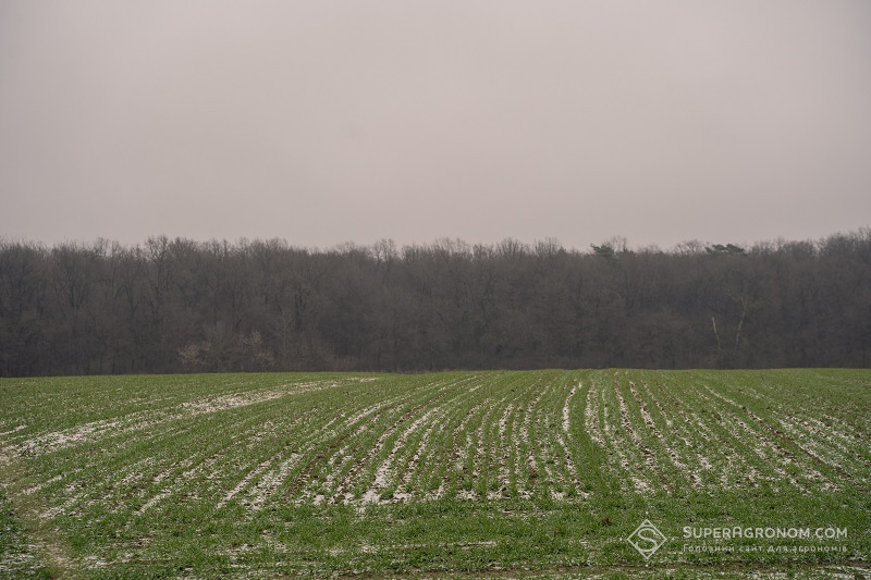Сніг на посівах пшениці