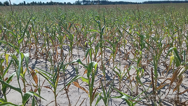 Посіви кукурудзи на півночі Київщини