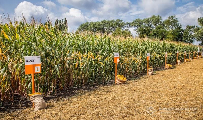 Демонстраційні посіви гібридів кукурудзи селекції KWS