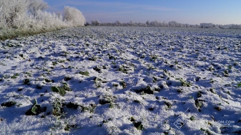 Посіви озимого ріпаку під снігом