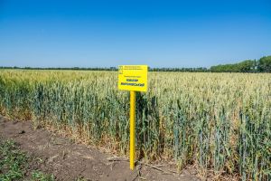 Демонстраційні посіви пшениці на полях МІП