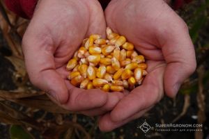 ГМ-кукурудза: чи буде вищою врожайність? (Американський досвід)