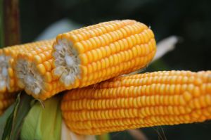 Кукурудза: технології, нюанси, рекомендації фахівців. Що варто почитати? 
