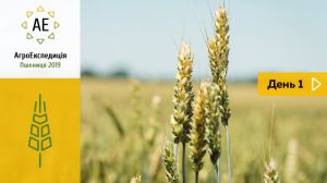 Вирощування озимої пшениці на Харківщині — АгроЕкспедиція