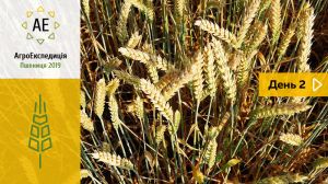 Технологія вирощування озимої пшениці в Полтавській області — AгроЕкспедиція