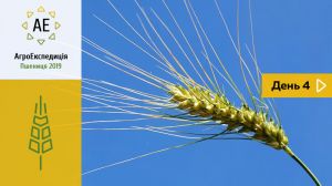 Як точно отримaти урожaйність пшениці 7 т/гa нa Вінничині — АгроЕкспедиція