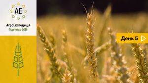 Завершення пшеничного кроп-туру на Тернопільщині — АгроЕкспедиція