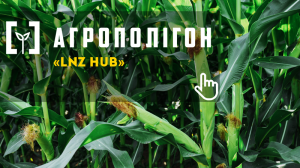 АгроПолігон LNZ Hub. Качани кукурудзи