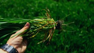 Біопрепарати для захисту озимої пшениці від хвороб: міфи та реальність