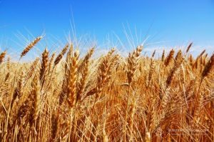Як уникнути дефіциту 3 основних поживних мікроелементів зернових культур (поради закордонних фахівців)