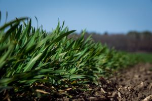 Непередбачуваний сезон: чим зараз можна допомогти зерновим та чого очікувати в найближчому майбутньому?