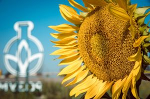 Захист соняшнику від хвороб – вирішальний елемент технології вирощування 