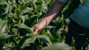 Дія біостимулятора Вітазим на посіви кукурудзи та соняшнику - результати випробувань