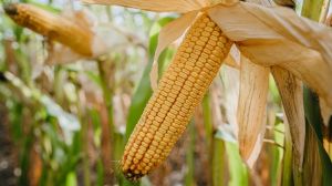 Дослідження та результати вирощування гібриду кукурудзи Платинум в умовах посух