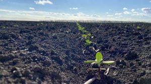 Досвід регіональних платформ mini-hub для вирощування кукурудзи та соняшника
