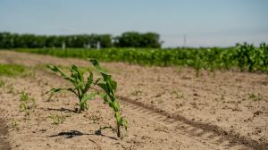 Поле і посіви кукурудзи в Херсонській області