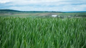 Як зменшити витрати у захисті озимої пшениці від шкідників