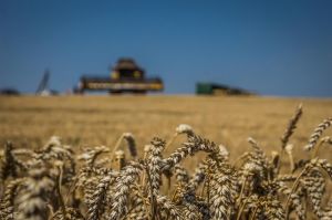Посів пшениці