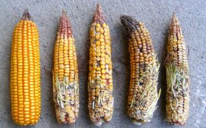Проростання качанів кукурудзи