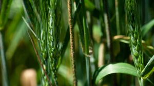 Сценарії боротьби із хворобами колосу озимої пшениці