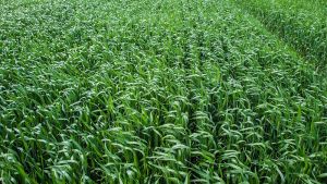 Переваги дробного внесення азоту та схеми підживлення озимої пшениці