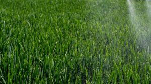 Внесення азотних добрив дронами на озиму пшеницю — переваги