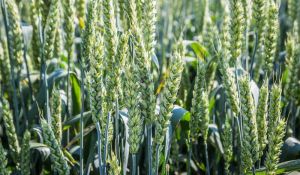 Гербіцидний захист пшениці озимої: досвід попередніх років, нюанси та фактори вибору схем