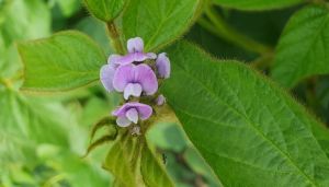 Цвітіння сої