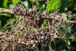 Бульбочки на коренях рослин сої