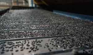 Фальсифікат насіння, нішеві культури й тренди: чим живе насіннєвий ринок України перед новим сезоном